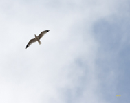 Ring billed Gull 7327